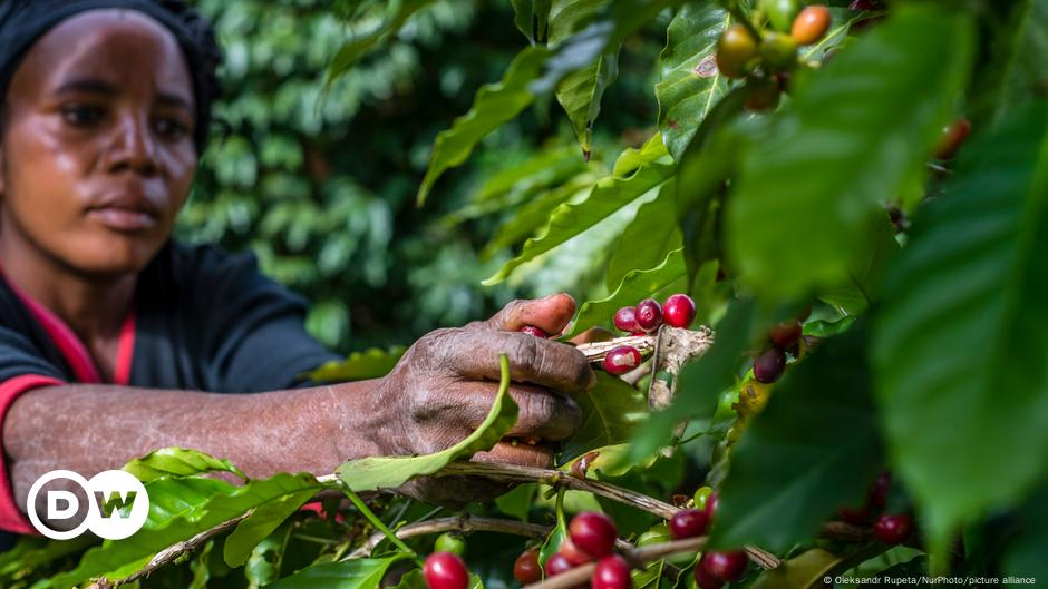 Female farmers adapt to climate change – DW – 11/11/2022