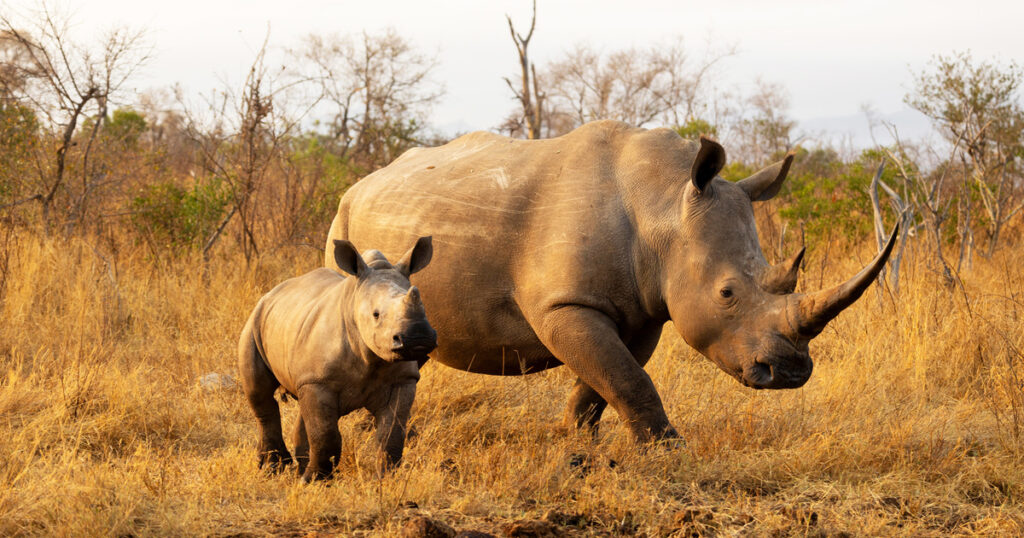 Human-Wildlife Conflict in South Africa