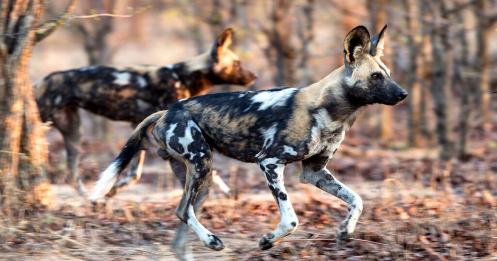 Human-wildlife conflict in Africa