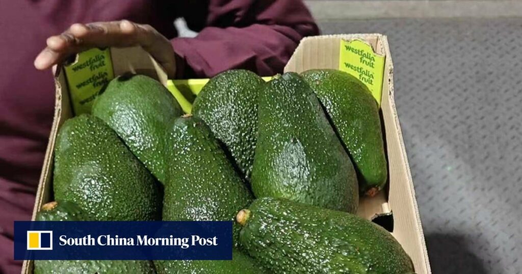 South African avocados head to China as demand for the superfood soars