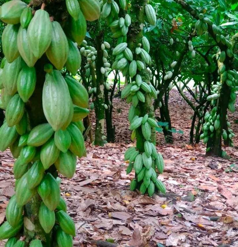 Cacao pods in Ntui, Cameroon. Image by Jonas Ngouhouo-Poufoun.