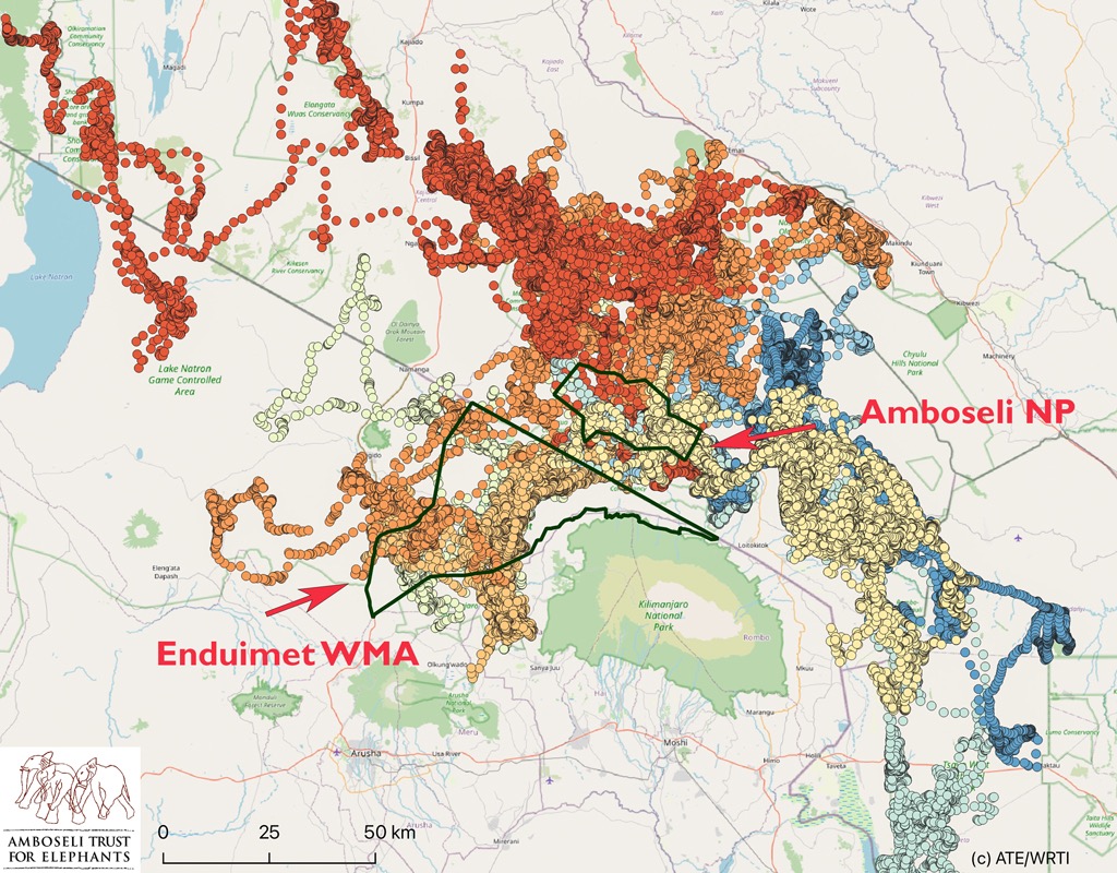 Elephant movements from the Amboseli Conservancy into the Enduimet area, Kenya-Tanzania border