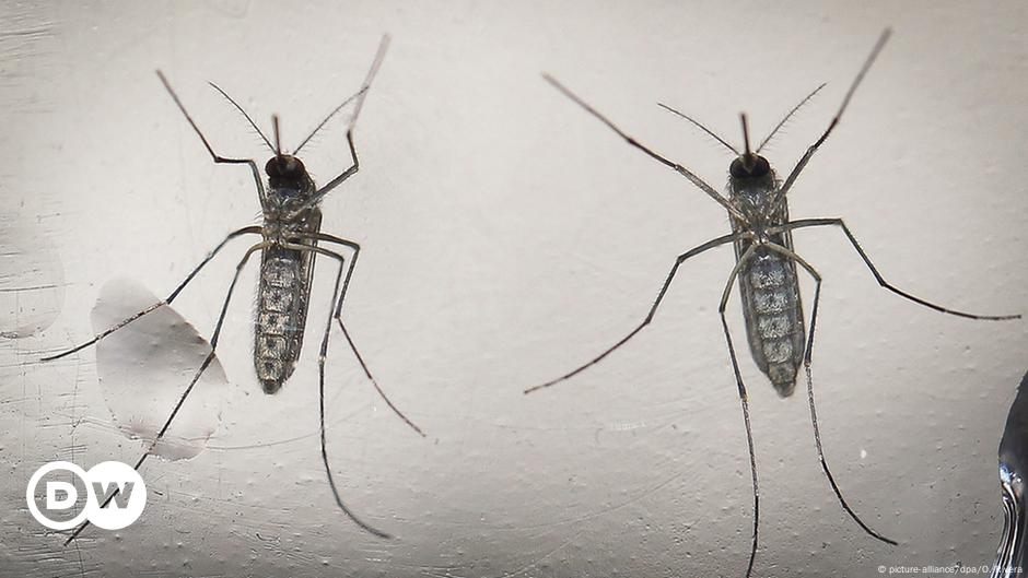 Zika cases reported in Spain, Guinea Bissau – DW – 07/01/2016